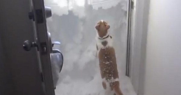 Ξεκαρδιστικό βίντεο: Η αντίδραση της γάτας όταν το αφεντικό άνοιξε την γεμάτη με χιόνι πόρτα