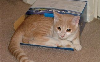 Γιατί άραγε οι γάτες αγαπούν τα κουτιά; (εικόνες – βίντεο)