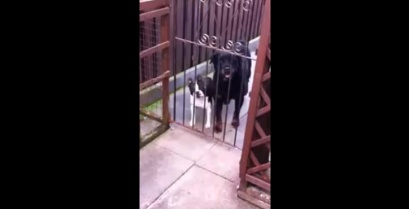 Απίστευτος σκύλος λέει »Hello» (βίντεο)