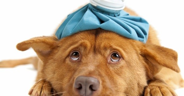 Δηλητηρίαση σκύλου και γάτας – Τι να κάνω;