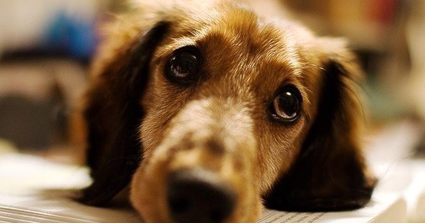 Έρευνα: Οι σκύλοι ξεχωρίζουν τα ανθρώπινα πρόσωπα