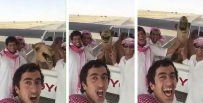 Αυτή η καμήλα κυριολεκτικά πεθαίνει στα γέλια (βίντεο)