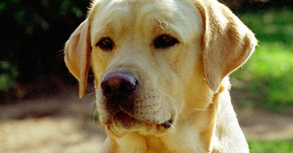Ένα αφιέρωμα για τα αγαπημένα μας Labrador (Video)