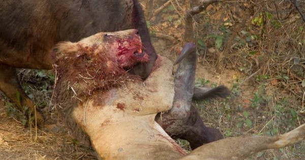 Συγκλονιστική μάχη επιβίωσης ανάμεσα σε ένα λιοντάρι και ένα βουβάλι (εικόνες)