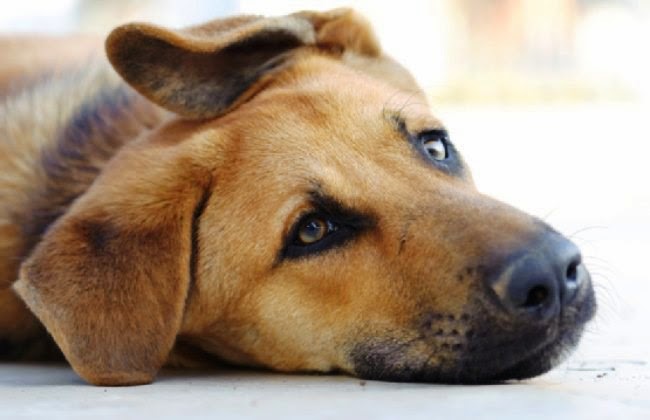 moquillo-en-perros-sintomas-y-tratamiento