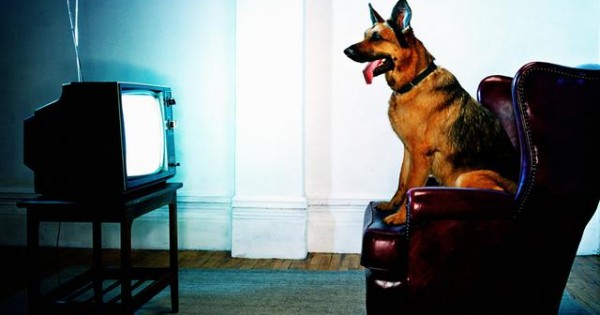 Τι ακριβώς βλέπει ο σκύλος μου στην τηλεόραση;