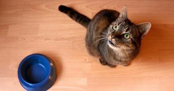 6 πράγματα που δεν πρέπει ποτέ να ταίζεις τη γάτα σου!
