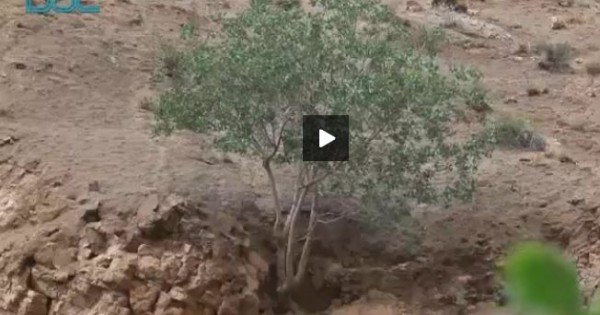 Δείτε το καμουφλάζ της θανάσιμης οχιάς-αράχνης (βίντεο)