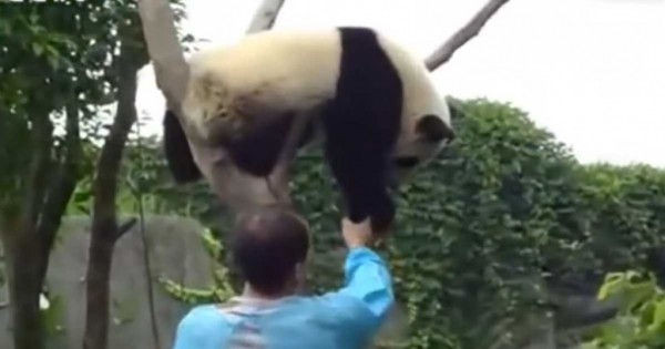 Η ανεκτίμητη αντίδραση του πάντα όταν ένας άντρας το βοήθησε να κατέβει από το δέντρο (βίντεο)