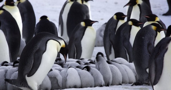 Οι εικόνες αυτές θα σας κάνουν να λιώστε: Πιγκουίνοι ζεσταίνουν τα μωράκια τους!