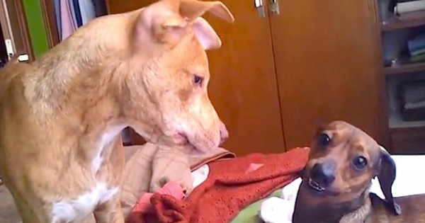 Pitbull άφησε σκυλίτσα «λουκάνικο» έγκυο – Δείτε το όμορφο και ξεχωριστό κουταβάκι τους! (βίντεο)