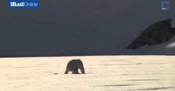 Πολική αρκούδα κάνει… skate στον πάγο! (βίντεο)
