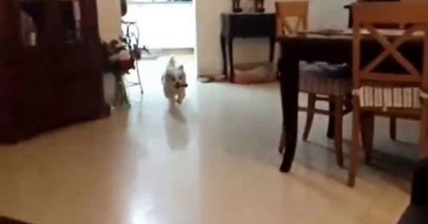 Σκύλος πάει να ανέβει στον καναπέ και… (ξεκαρδιστικό βίντεο)