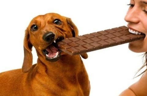 Μεγάλη προσοχή για σκύλο και γλυκά – Γιατί τα χαριτωμένα τετράποδα δεν πρέπει ποτέ να φάνε σοκολάτα;
