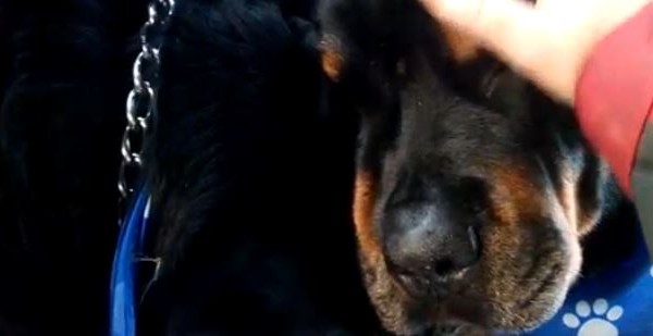 Ραγίζει καρδιές το βίντεο: Ένας σκύλος θρηνεί τον θάνατο του αδελφού του