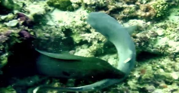 Δείτε μια γιγαντιαία σμέρνα καταβροχθίζει έναν καρχαρία (βίντεο)
