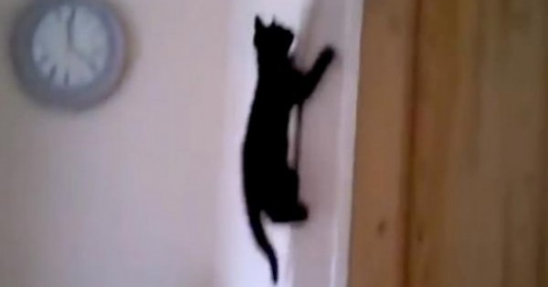 Spider Cats: Οι γάτες που σκαρφαλώνουν παντού! (video)