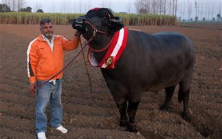 Το σπέρμα του ταύρου-πρωταθλητή αξίζει πάνω από 4.000 ευρώ (εικόνες)
