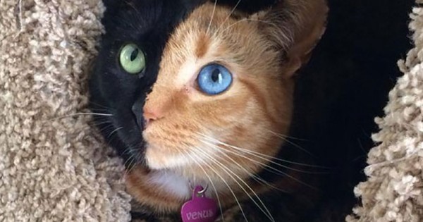 Venus: Η πανέμορφη γάτα με τα δύο πρόσωπα! (εικόνες)
