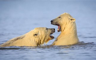 Μοναδικά στιγμιότυπα: Κολυμπώντας με τις πολικές αρκούδες στην Αλάσκα