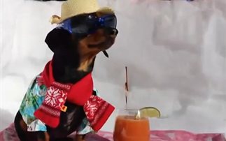 O πιο cool σκύλος απολαμβάνει το χιόνι (βίντεο)