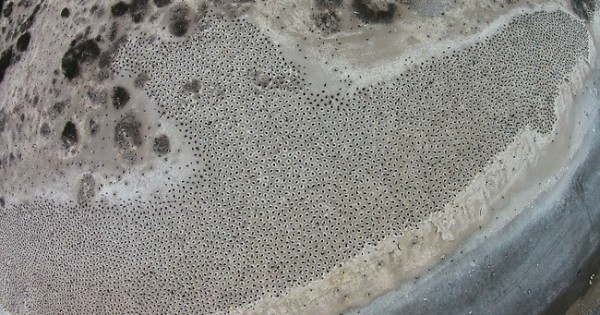 Με τι σας μοιάζουν αυτές οι κουκίδες σε παραλία της Αργεντινής;