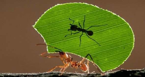Παπαγάλοι χορεύουν και μυρμήγκια κάνουν άρση βαρών! Δείτε απίστευτες φωτογραφίες του ζωϊκού βασιλείου, από απόσταση αναπνοής!
