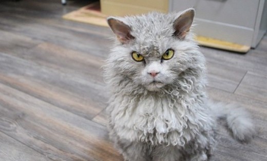 Γνωρίστε τον Άλμπερτ: Μια γάτα με μπούκλες και αυστηρότατο βλέμμα!