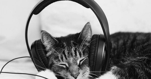 Έφτιαξαν μουσική για γάτες (audio)