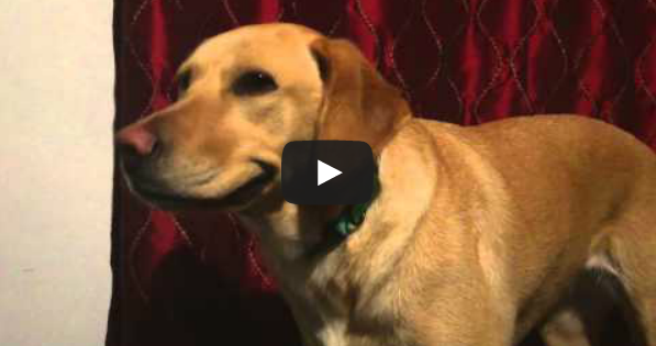 Ο σκύλος που χαμογελά στην κάμερα! (video)