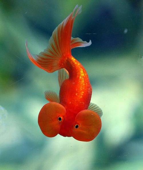 Goldfish_13