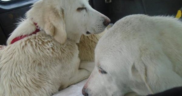 Με σπασμένες επιγονατίδες τα 3 σκυλιά που εγκαταλείφθηκαν στο Κάτω Σχολάρι Θεσσαλονίκης (εικόνες)