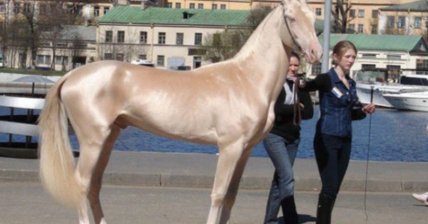 Τα 10 ομορφότερα άλογα που είδατε ποτέ! (εικόνες)
