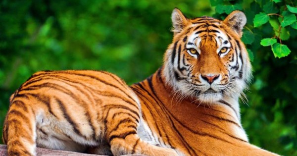 Δείτε τα 10 πιο δυνατά ζώα στον πλανήτη (εικόνες)
