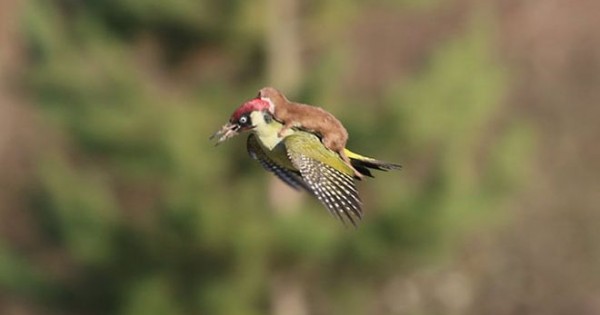 Εκπληκτική φωτογραφία: Νυφίτσα πετάει μαζί με έναν τρυποκάρυδο