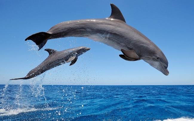 common_bottlenose_dolphins-1920x1080---Copy