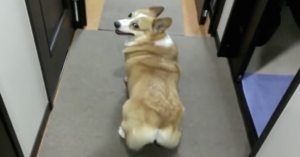 Απίστευτος σκύλος corgi κάνει twerking! (βίντεο)