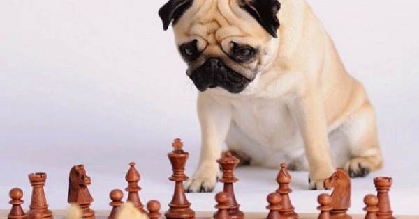 ΤΕΣΤ: 10 τρόποι για να προσδιορίσετε το IQ του σκύλου σας