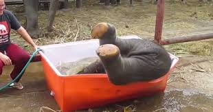 Αυτός ο μόλις 1 εβδομάδας ελέφαντας δεν μπορεί να κάνει μπάνιο με τίποτα! Το αποτέλεσμα; Ανεκτίμητο!