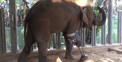 Συγκινητικό: Ανάπηρος ελέφαντας απέκτησε τεχνητό πόδι [βίντεο]
