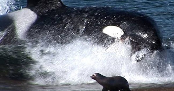 Φάλαινα δολοφόνος επιτίθεται στη στεριά! (βίντεο)
