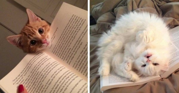 20 άτακτες γάτες που δεν αφήνουν με τίποτα τα αφεντικά τους να διαβάσουν! (εικόνες)