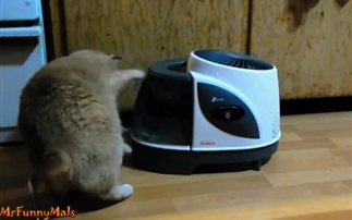 Πολύ γέλιο: Οι γάτες εναντίον του υγραντήρα (βίντεο)