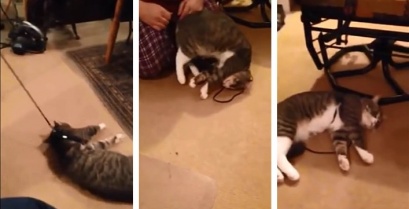 Δεν υπάρχει: Γάτα το παίζει νεκρή για να αποφύγει τη βόλτα (βίντεο)