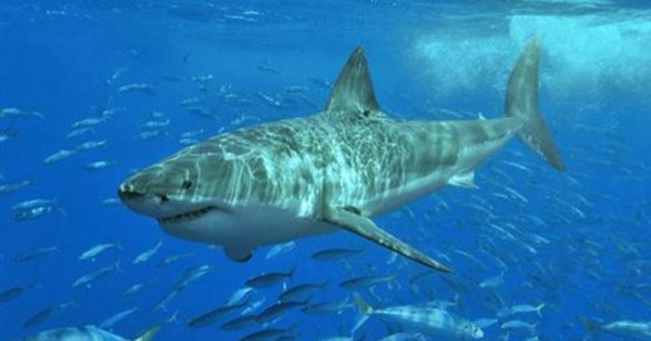 Γιατί δεν θα δείτε ποτέ τον λευκό καρχαρία να σας πλησιάζει