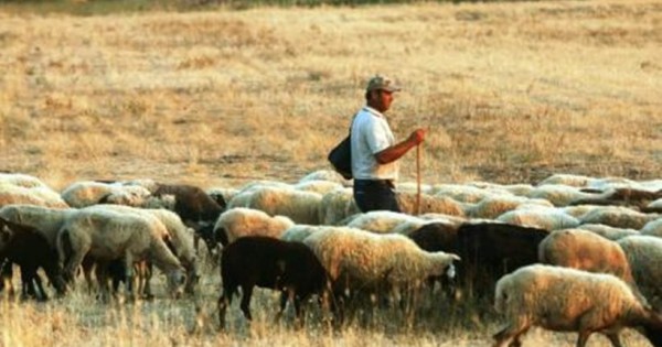 Πολλά μπράβο: Κτηνοτρόφος στις Σέρρες δεν αφήνει τα ζώα του κι ας κινδυνεύει από τις πλημμύρες