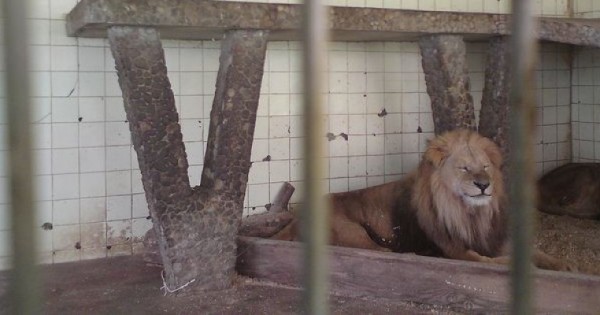 Επιτέλους: «Λουκέτο» στον ζωολογικό κήπο-κολαστήριο των Τιράνων