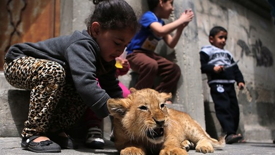 Γάζα: Μεγαλώνει στο σπίτι του… νεογέννητα λιονταράκια!