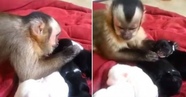 Θα λιώσετε: Μια μαϊμού χαϊδεύει… κουταβάκια! (βίντεο)