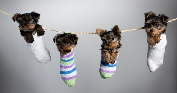 Αυτά είναι τα ομορφότερα «μικρά» σκυλιά του κόσμου [photos]